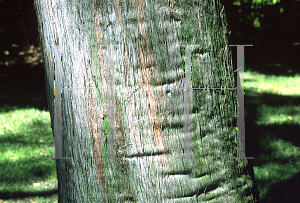 Picture of Eucalyptus acmenoides 