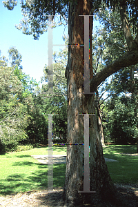 Picture of Eucalyptus resinifera 