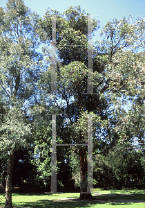 Picture of Eucalyptus resinifera 