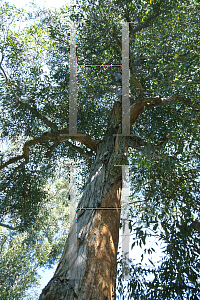 Picture of Eucalyptus resinifera 