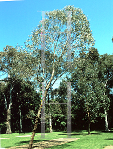 Picture of Eucalyptus melliodora 