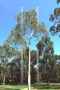 Picture of Eucalyptus rosii 