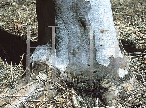 Picture of Eucalyptus rosii 