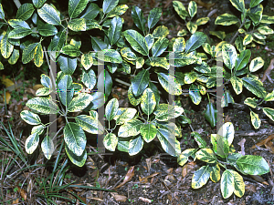 Picture of Ficus rubiginosa 'Variegata'