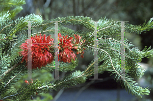 Picture of Calothamnus quadrifidus 