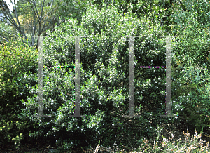 Picture of Eriostemon myoporiodes 'Profusion'