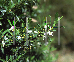 Picture of Eriostemon myoporiodes 'Profusion'