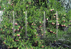Picture of Darwinia oxylepis 