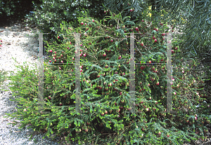 Picture of Darwinia lejostyla x macrostegia 