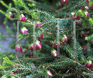 Picture of Darwinia lejostyla x macrostegia 