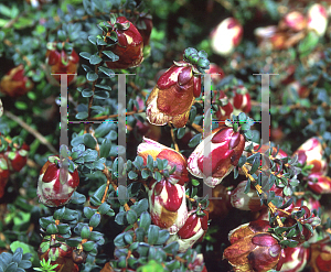 Picture of Darwinia macrostegia 