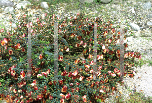 Picture of Darwinia macrostegia 