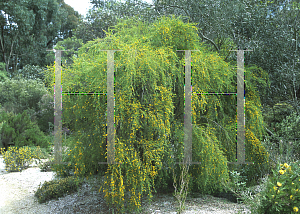 Picture of Bossiaea linophylla 