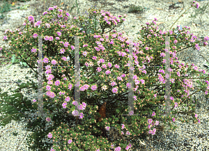 Picture of Melaleuca scabra 