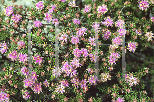 Picture of Melaleuca scabra 