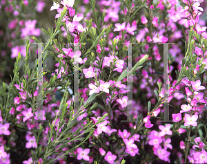 Picture of Boronia mollis 