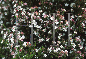 Picture of Eriostemon difformis 