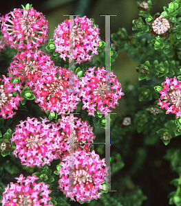 Picture of Pimelea ferruginea 'Bon Petite'