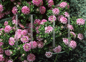 Picture of Pimelea ferruginea 'Bon Petite'