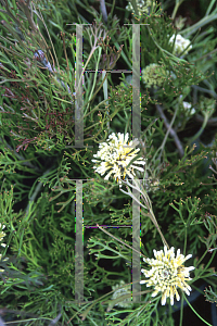 Picture of Isopogon moraifolius 