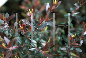 Picture of Leptospermum nitidum 'Copper Sheen'