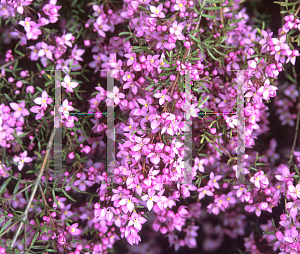 Picture of Boronia safrolifera 'Pink Diamonds'