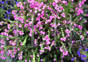 Picture of Boronia serrulata 