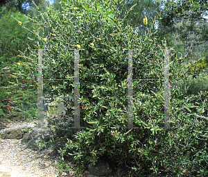 Picture of Callistemon citrinus 'Anzac'