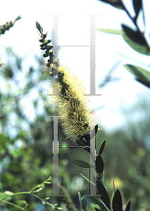 Picture of Callistemon citrinus 'Anzac'