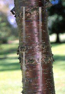 Picture of Araucaria cunninghamii 