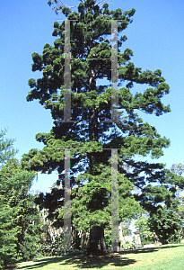 Picture of Araucaria cunninghamii 