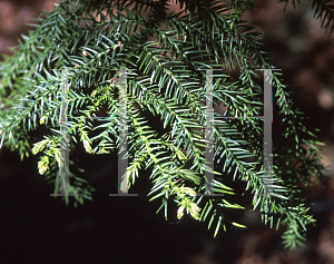 Picture of Araucaria cunninghamii 