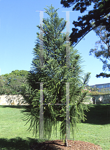 Picture of Araucaria biramulata 