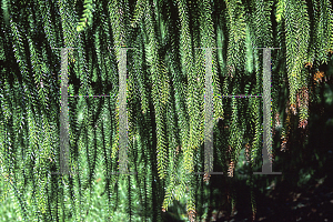 Picture of Araucaria biramulata 