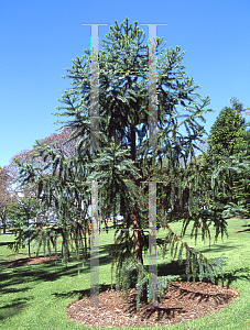 Picture of Araucaria angustifolia 