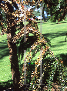 Picture of Araucaria angustifolia 