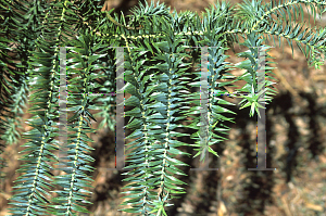 Picture of Araucaria angustifolia 