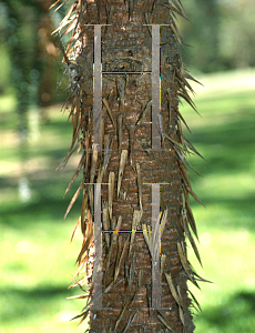 Picture of Araucaria angustifolia 