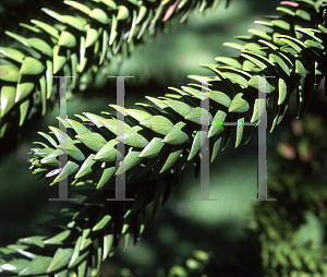 Picture of Araucaria muelleri 