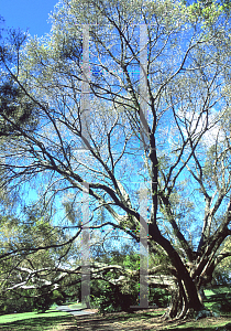 Picture of Ficus virens 