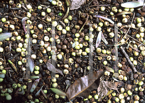 Picture of Ficus virens 