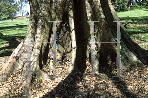 Picture of Ficus virens 