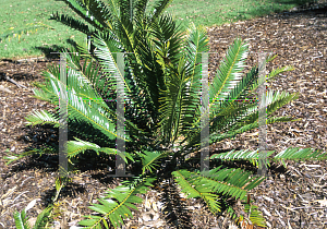 Picture of Encephalartos lebomboensis 