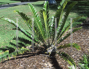 Picture of Encephalartos lebomboensis 