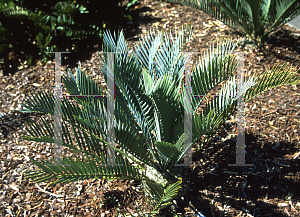 Picture of Encephalartos princeps 