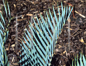 Picture of Encephalartos princeps 