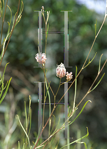 Picture of Grevillea endlicheriana 