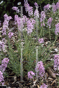 Picture of Aethionema grandiflorum 