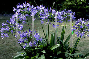 Picture of Agapanthus  'Headbourne hybrids'