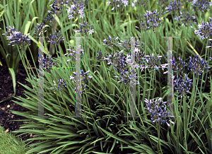 Picture of Agapanthus  'Castle of Mey'